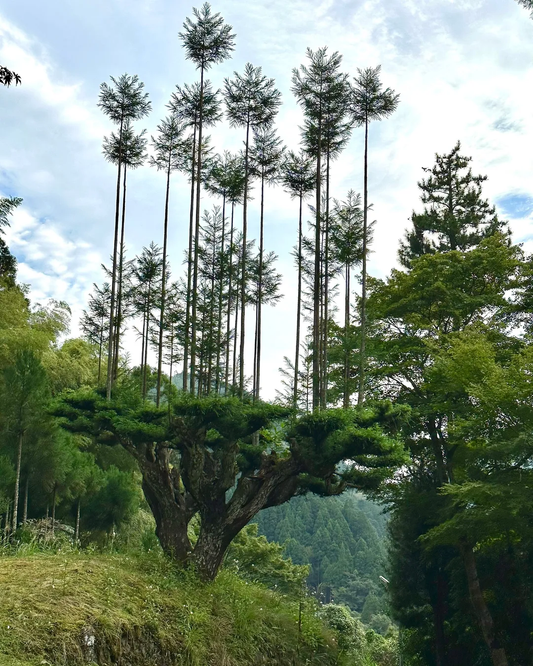 DAISUGI - THE ART OF GROWING TREES ON TOP OF TREES